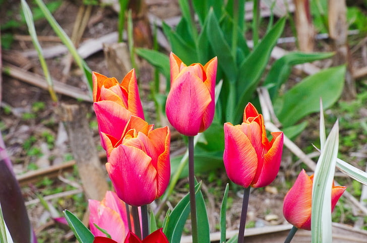 tulipani, cvetje, Flora, Tulip pomlad, oranžna barva, botanika, vrt