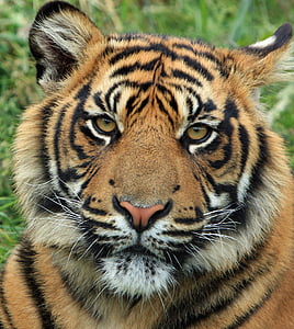 tiger, cub, tiger cub, feline, animal, wildlife, sumatran tiger