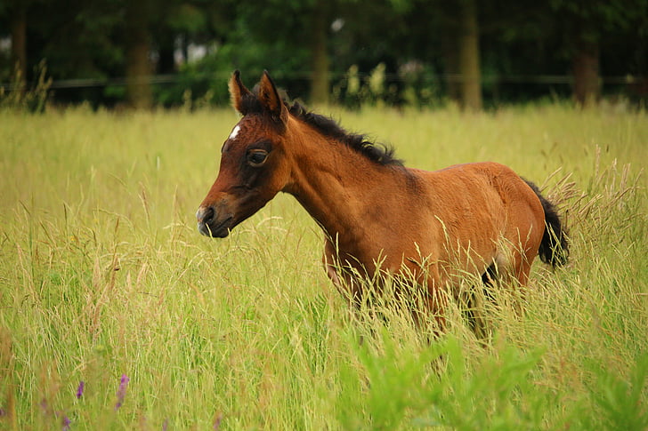hevonen, varsa, imetykseen, ruskea multaa, täysiverinen arabian, laidun, niitty