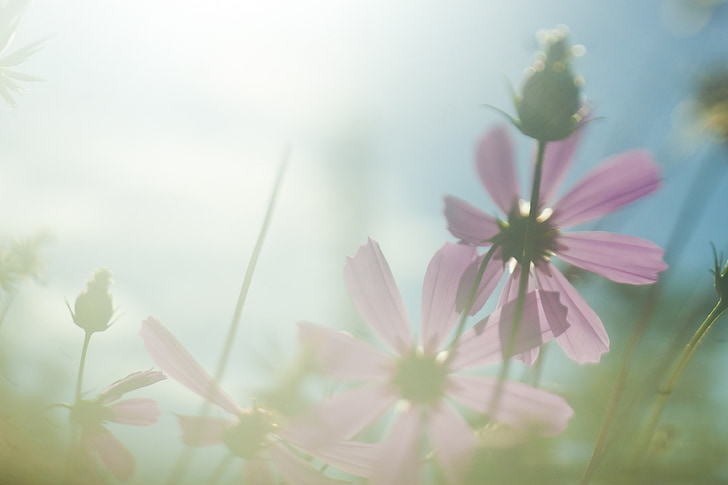 flowers, sun, light, flower, background, desktop, nature