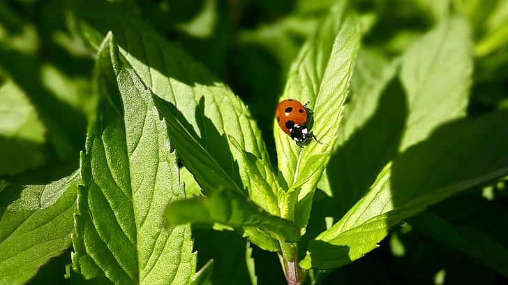 ladybug, mint, leaves, green, red, black, white