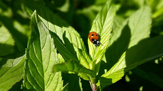 Ladybug, mentă, frunze, verde, Red, negru, alb