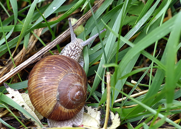 snail, winniczek, a delicacy, french, seashell, edible, grass