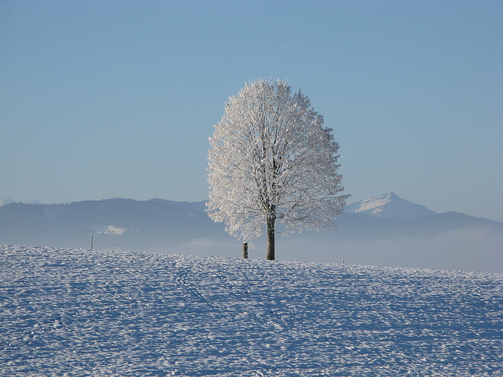 hladno, Mraz, zamrznuta, planine, priroda, snijeg, drvo