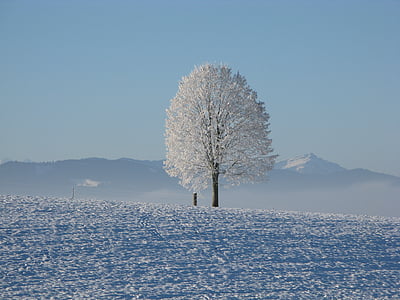kalde, Frost, frosset, fjell, natur, snø, treet