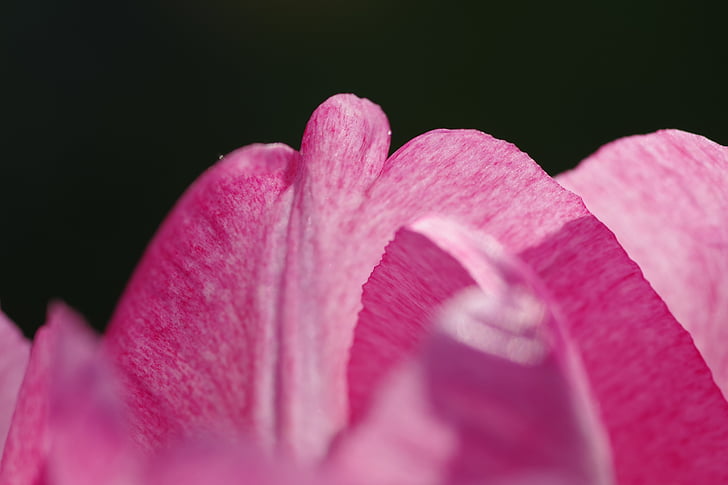 màu hồng, những cánh hoa, Tulip, Hoa, vĩ mô, nền tối, rạng ngời
