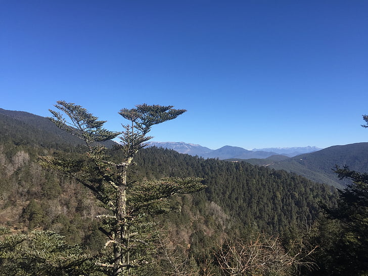tree, mountain, the scenery