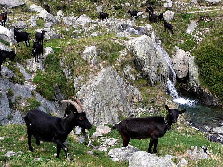 goats, black, flock, rock landscape, mountain stream, ticino, animal themes