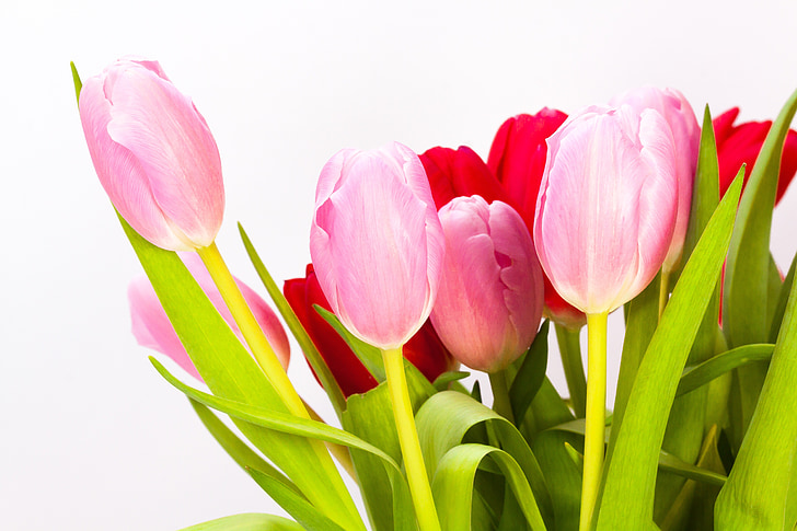 Tulipaner, buket, forår, natur, blomster, schnittblume, Blossom