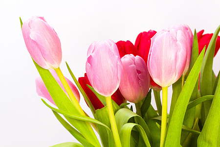 tulips, bouquet, spring, nature, flowers, schnittblume, blossom