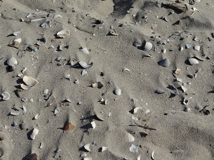 beach, sand, shell, broken, beige, sea, north