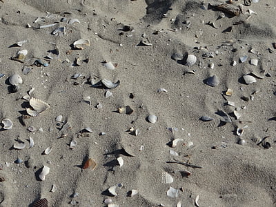 海滩, 沙子, 壳, 破碎, 米色, 海, 北