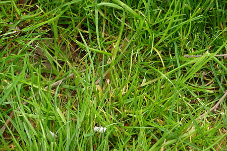 meadow, rush, green, blades of grass, garden, close, park