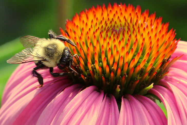 Bee, Bee og blomst, pollen, makro, pollinering, humlen, Buzz
