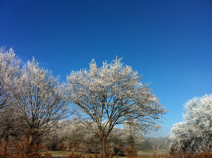 sníh, zralé, strom, slunce, modrá, obloha, kontrast