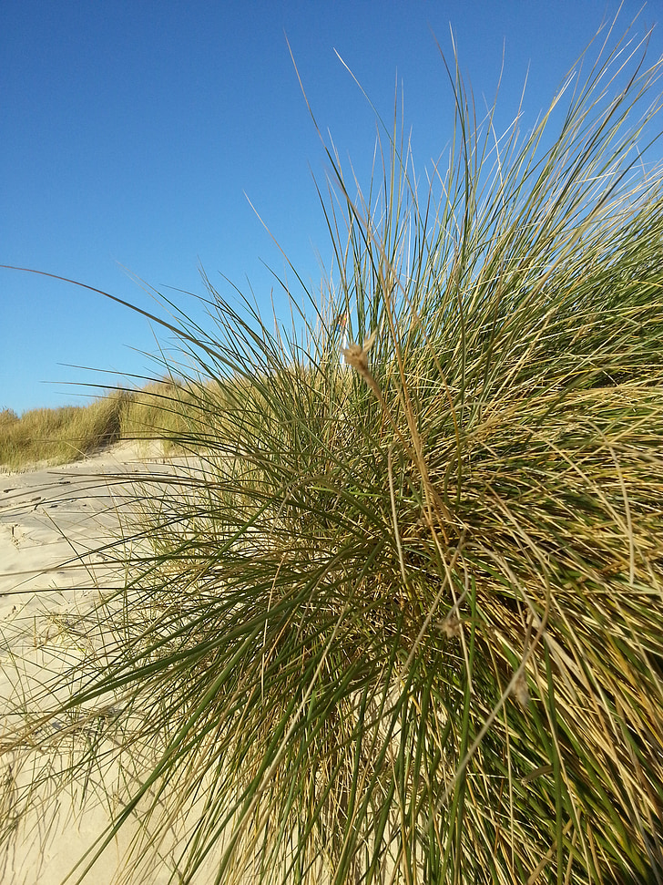 dunes, beach, north sea