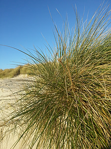 dunas, praia, Mar do Norte