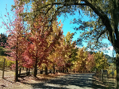 jesen, ceste, drvo, narančasta, lišće, jesen, priroda