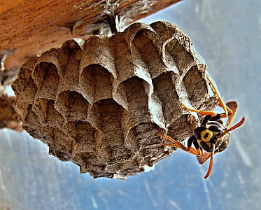 vosika fransk, reder, insekt, makro, Bee, bikube, honning