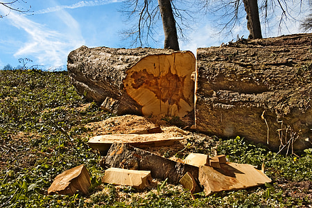 árbol, tiro, madera, taza, tronco, madera aserrada, tronco de árbol