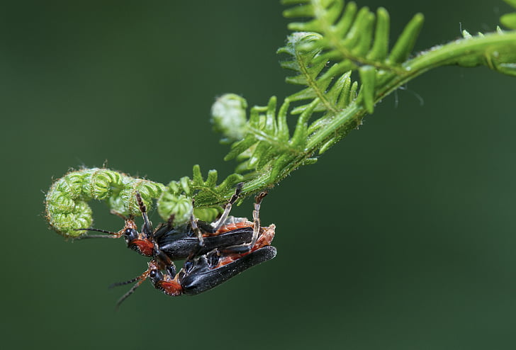 macro, insect, nature, green, close