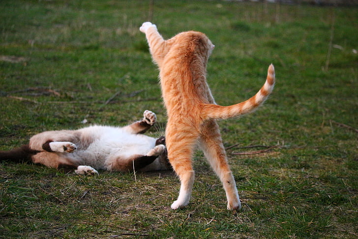 katė, kačiukas, kovoti su, žaisti, Siamo katė, Siamo (Siamese), raudona rainumo