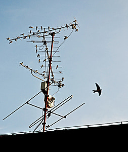 autumn, swallows, before departure, antenna, roof, houfování, swallow