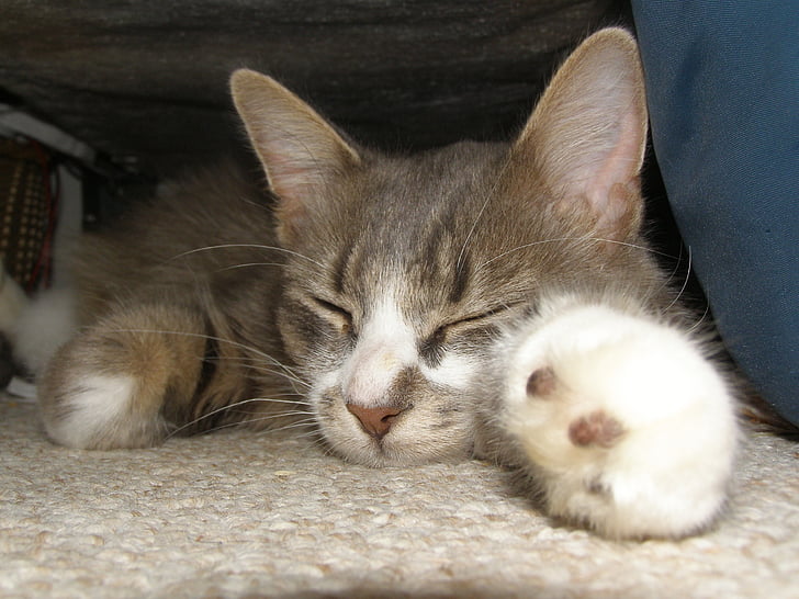 นอนหลับ, แมว, ลูกแมว, แมวลาย, แมว, สัตว์เลี้ยง, สัตว์