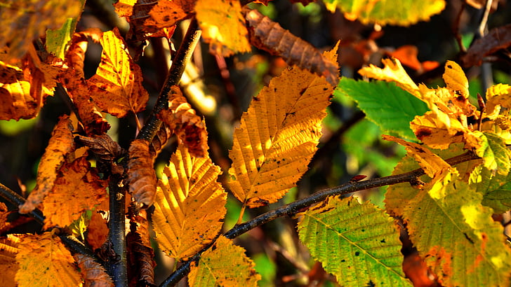 autumn, holidays, yellow, leaf, nature, season, orange Color