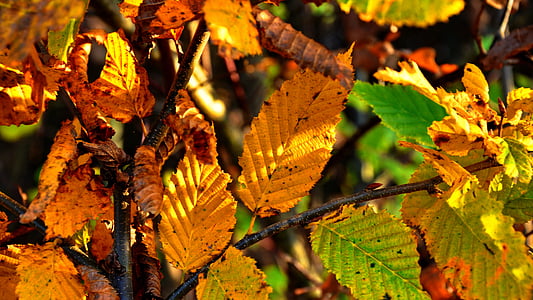 podzim, svátky, žlutá, list, Příroda, sezóny, oranžová barva