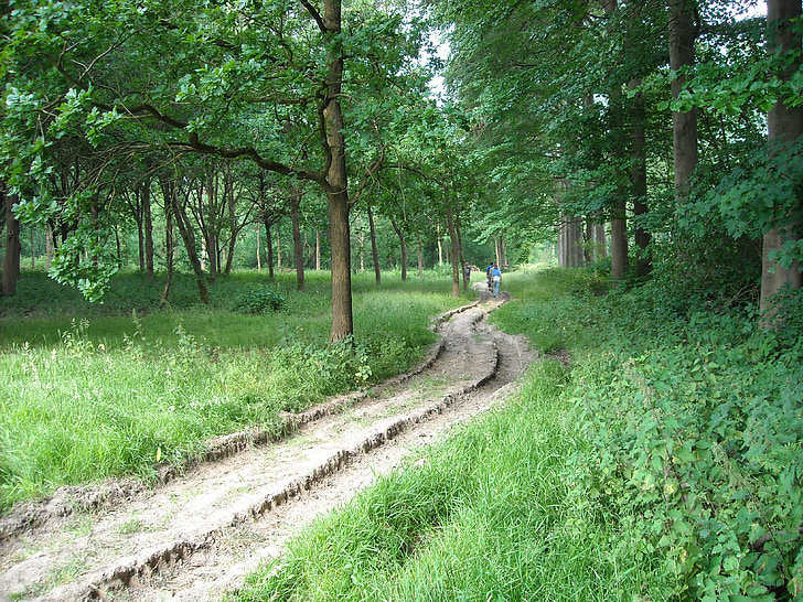 loodus, metsa, puud, jalgsi tee, roheline, Park, jalutuskäigu
