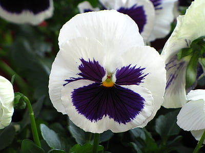 花, 春天, 三色堇, 紫罗兰色, 春天的花朵, 宏观, 美丽