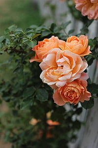 rose thé, Rose, plante, fleur, orange, jardin, nature