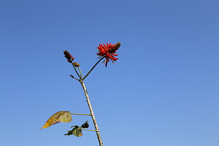 กวางตุ้ง, ไตชาน, คาวาชิม่าภายใต้, ท้องฟ้าสีฟ้า, ดอกไม้