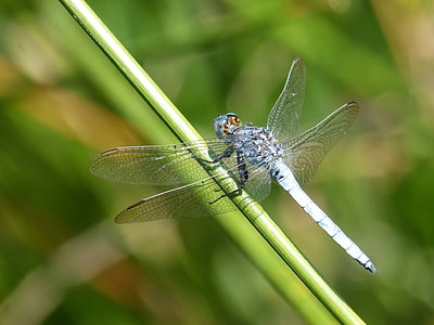 blå dragonfly, stammen, våtmarksområde, orthetrum cancellatum, Dragonfly, elven, insekt