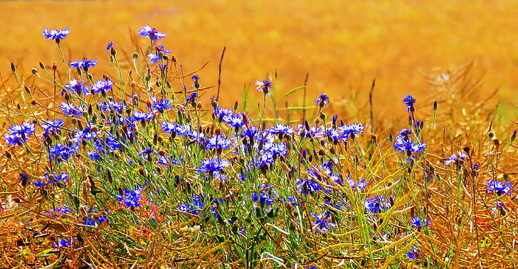 Albastrele, câmp, natura, vara, lanul de porumb, cereale, flori