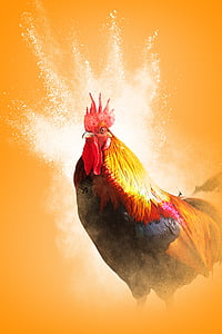 polla, any del gall, ocell, plomes, brillant, fons groc, silueta