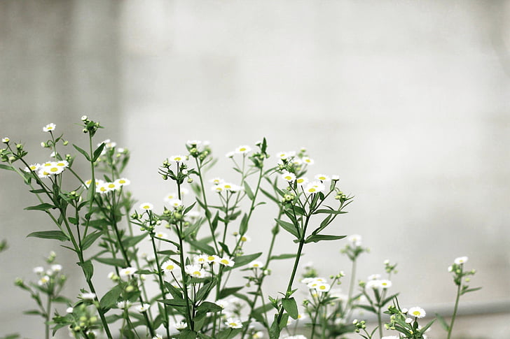επιλεκτική, εστίαση, φωτογραφία, λευκό, λουλούδια, πέταλο, λουλούδι