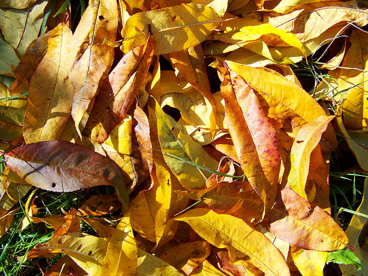 autunno, foglie cadute, Avar