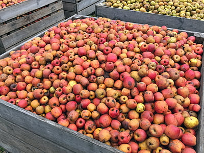 яблоко, красные яблоки, урожай, фруктовое дерево, фрукты, питание, свежесть