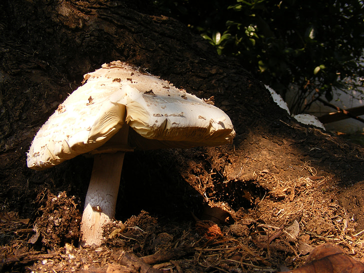 грибів, Гриб, Природа