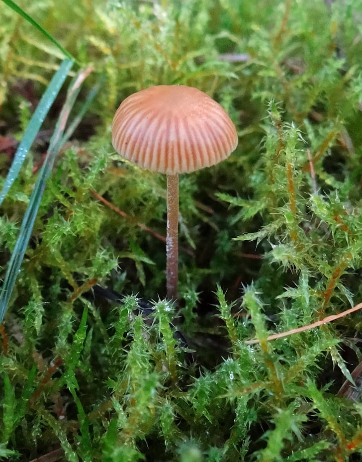 autumn, mushroom, forest, moss, wet meadow, europe, small