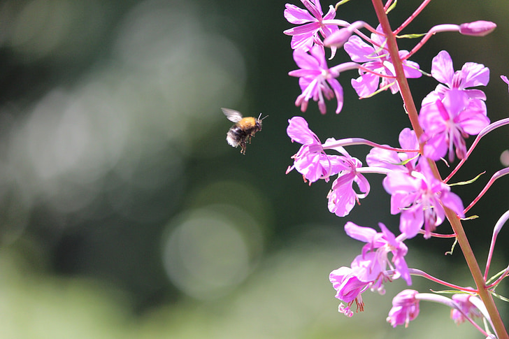Pszczoła, Wiesiołek, Latem, owady