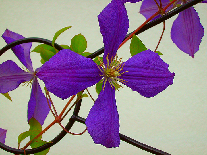 铁线莲, 花, 紫色, 紫色的小花, 夏季, 开花, 绽放