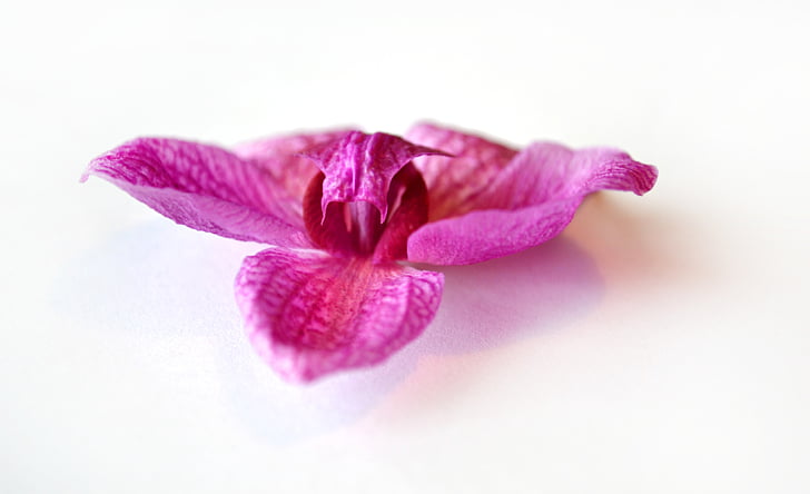 Orchid, vaaleanpunainen, kukka, kasvi, kukat, valkoinen, orkideat