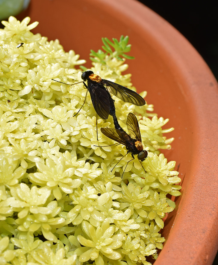 Paarung golden gesicherten Snipe fly, fliegen, Insekt, Tier, Mauerpfeffer, Garten, Blätter