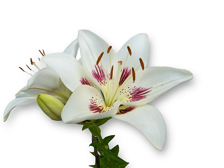 Lily, valkoinen, kevään, Bloom, Blossom, Avaa, eristetty