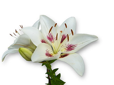lily, white, spring, bloom, blossom, open, isolated