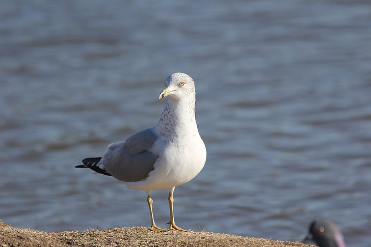 seagull, bird, gull, feather, coast, nature, sea