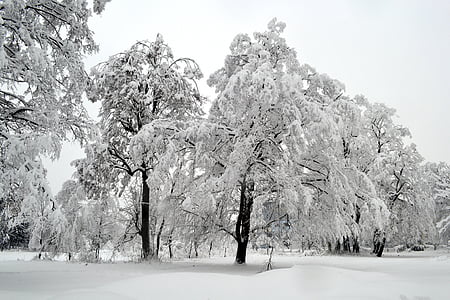 zimowe, drzewo, biały, śnieg, sezon, zimno, krajobraz